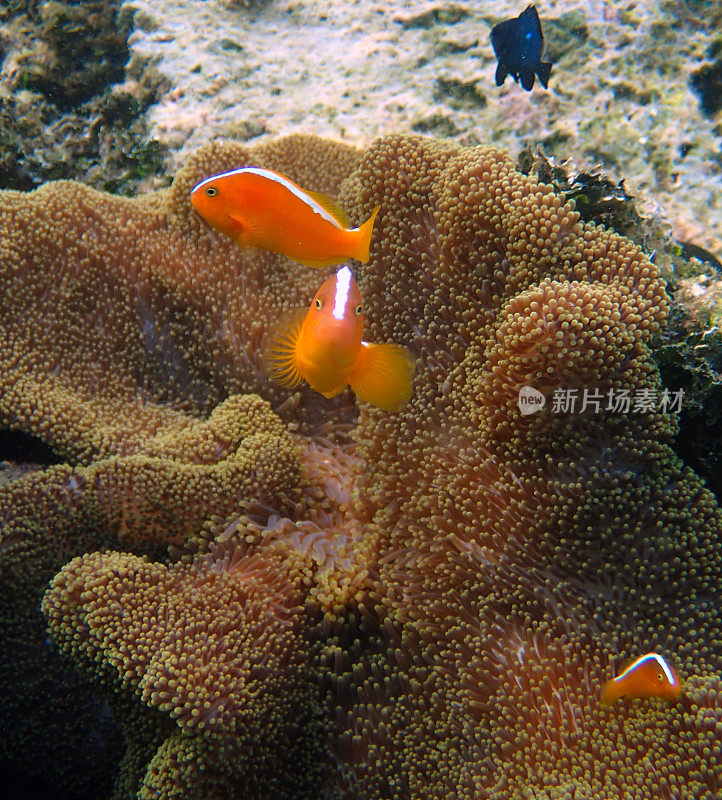 橙色臭鼬小丑鱼(Amphiprion sandaracinos)在他们的海葵中